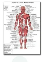 Plakat anatomiczny układ mięśniowy Jasny