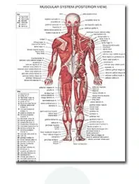 Plakat anatomiczny układ mięśniowy Pomarańczowy