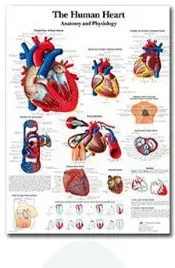 Plakat anatomiczny układ mięśniowy Różowy