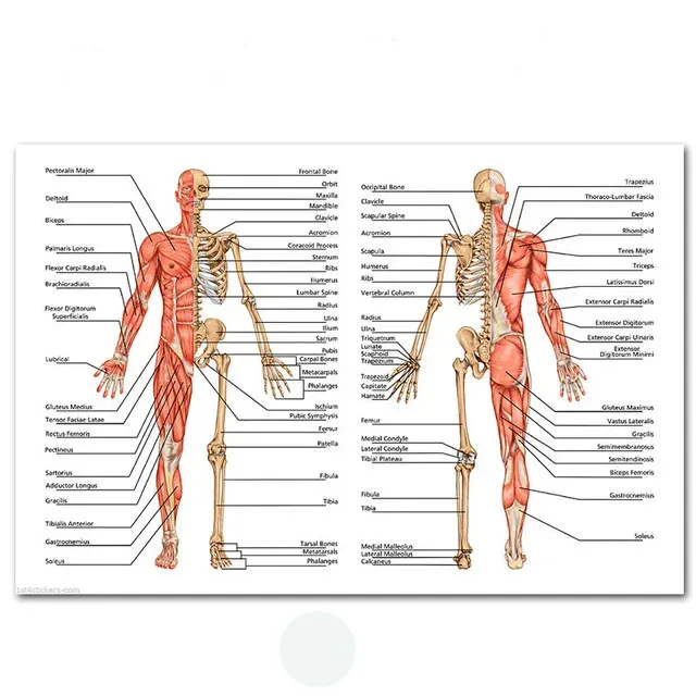 Plakat anatomiczny układ mięśniowy śliwka