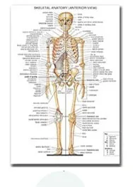 Plakat anatomiczny układ mięśniowy Wielo