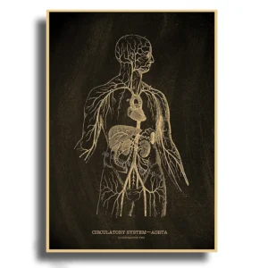 Anatomia - serce, czaszka i mózg na plakacie vintage Wzór 1