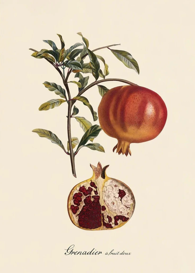 Plakat botaniczny - cytryny i owoce vintage Wzór 3
