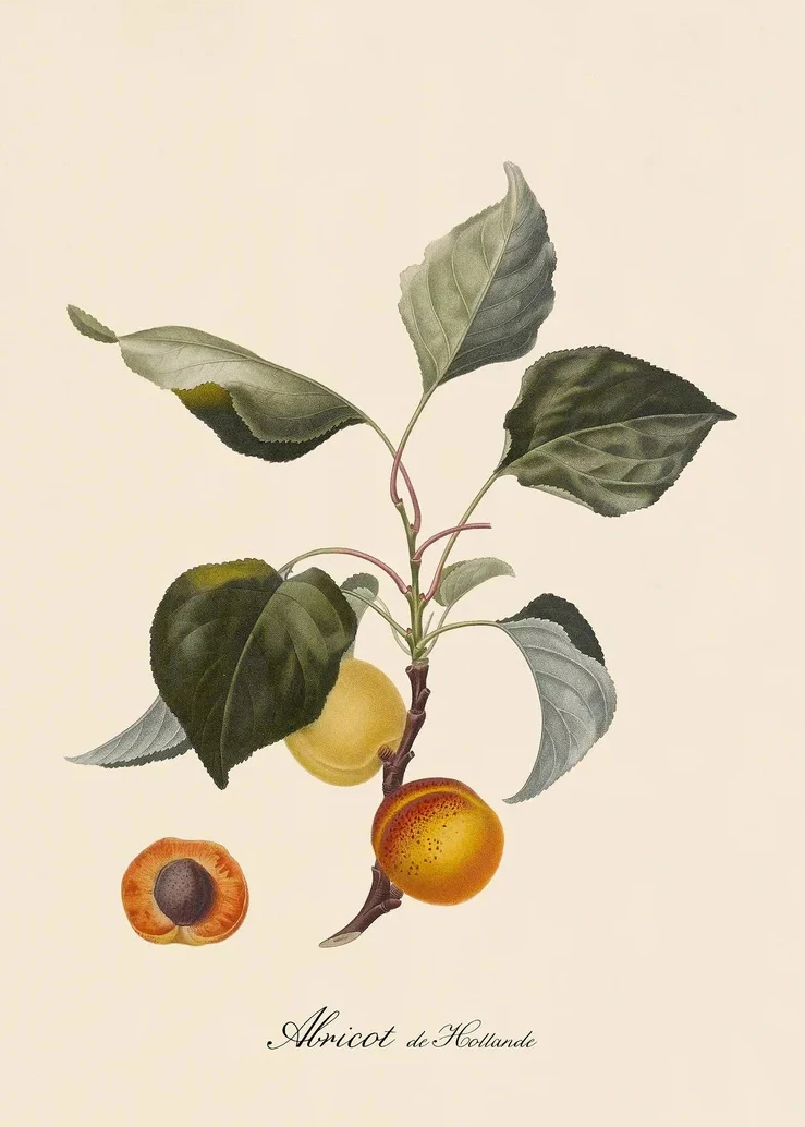 Plakat botaniczny - cytryny i owoce vintage Wzór 5