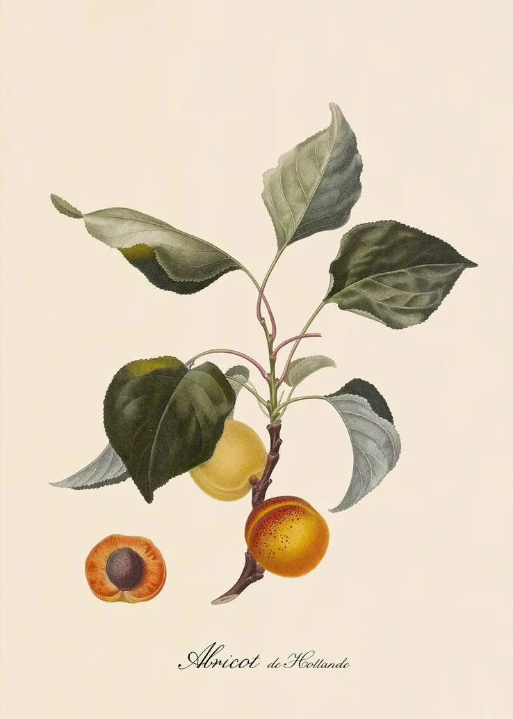 Plakat botaniczny - cytryny i owoce vintage Wzór 6