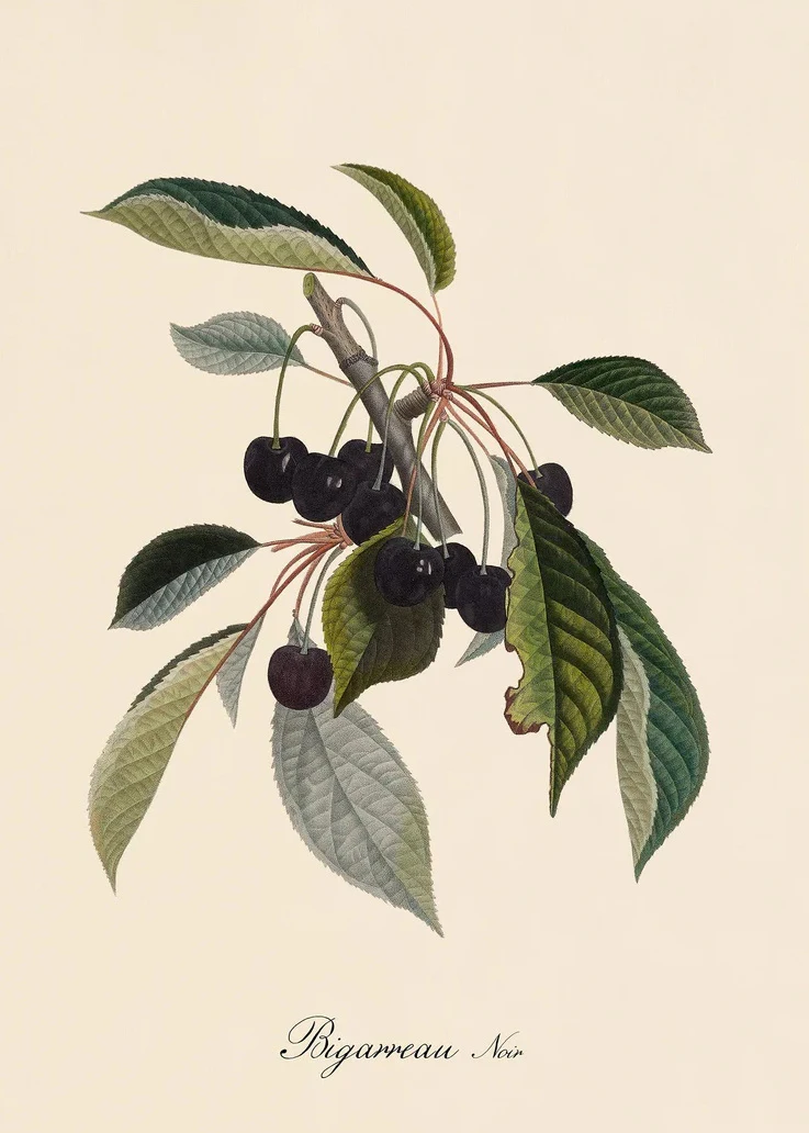Plakat botaniczny - cytryny i owoce vintage Wzór 7