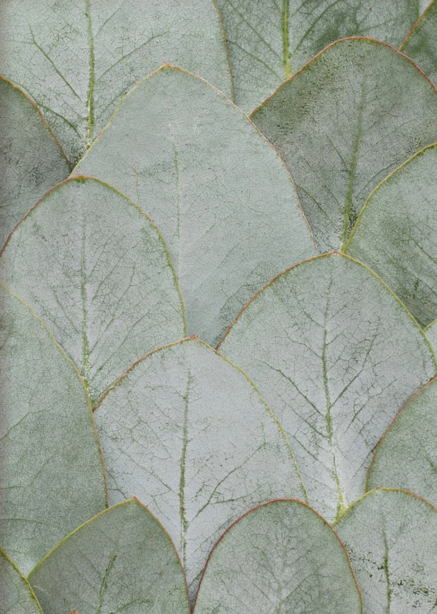 Plakat botaniczny z eukaliptusem w zieleni szałwii Wzór 4