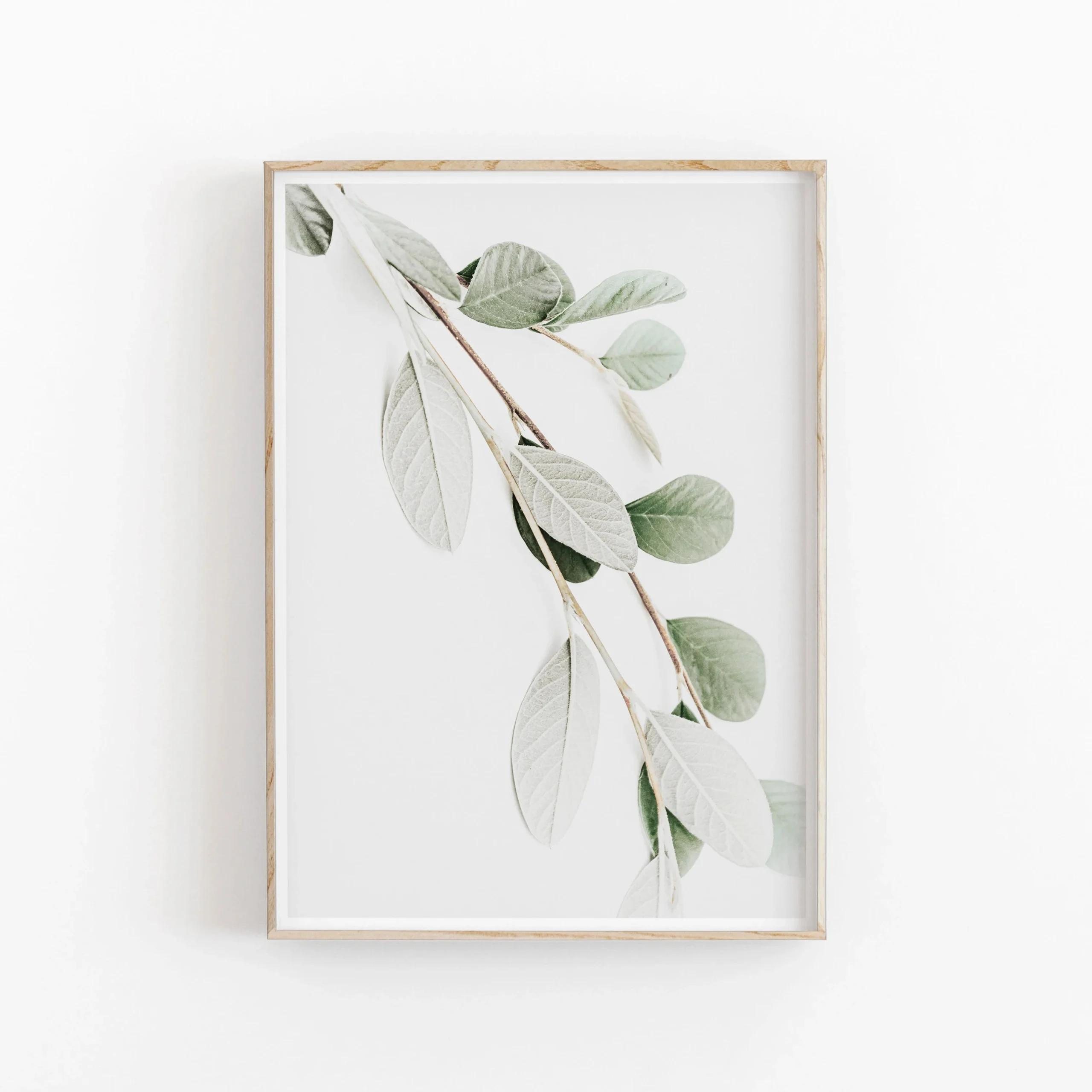 Minimalistyczny plakat botaniczny eukaliptus i palma Czerwony