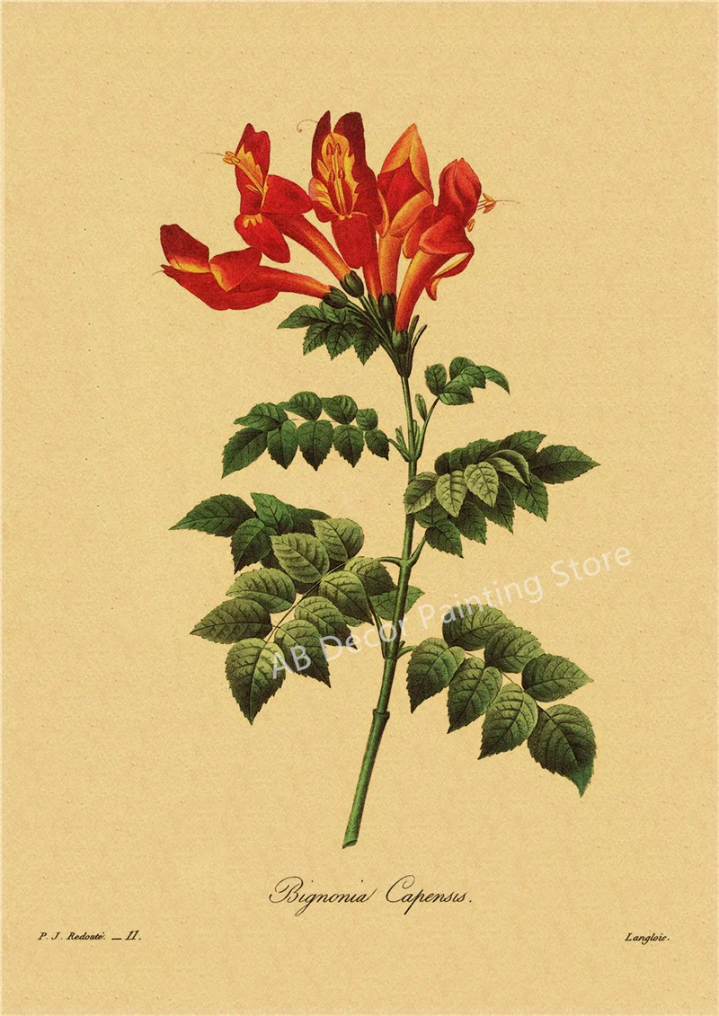 53 rodzaje kwiatów - botaniczny plakat retro Brązowy