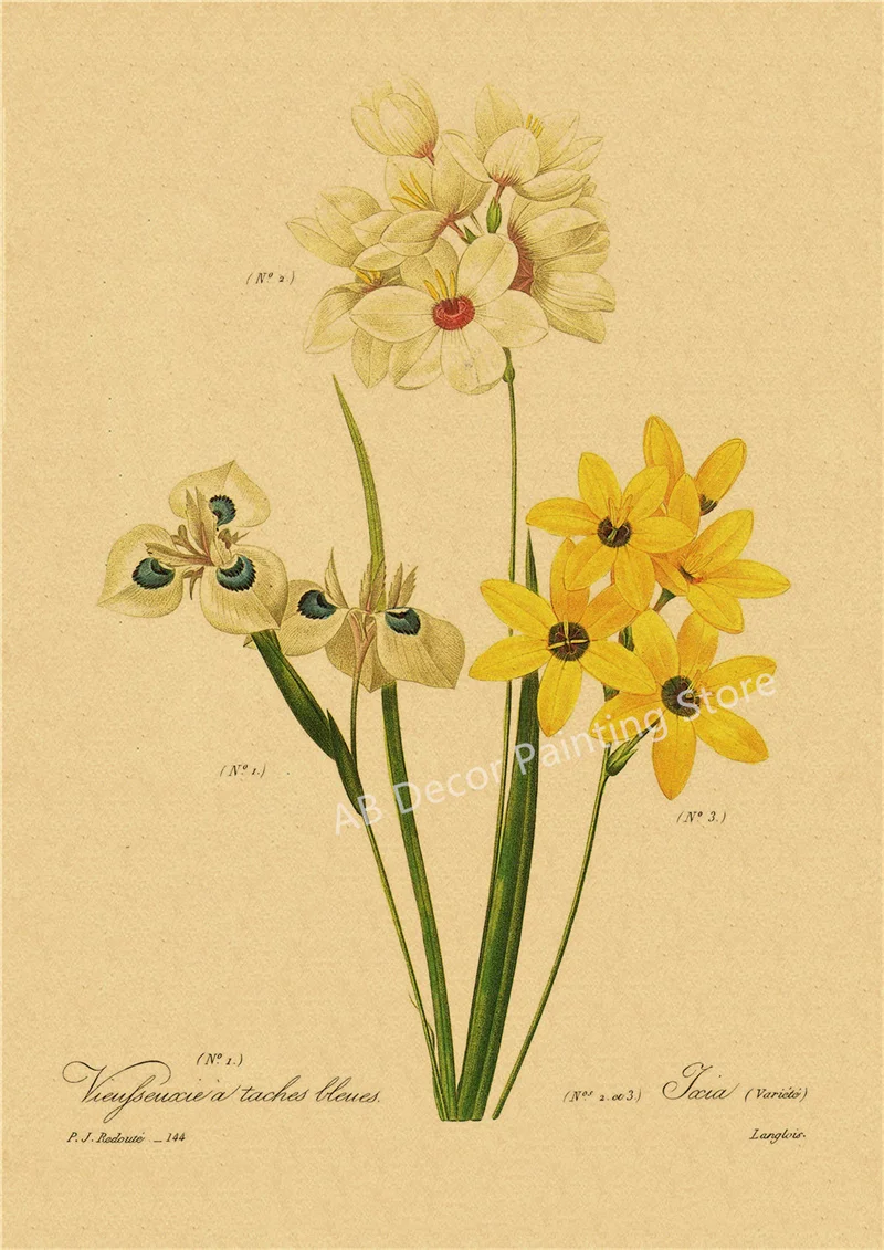 53 rodzaje kwiatów - botaniczny plakat retro Burgundia