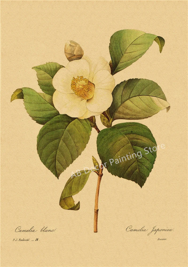 53 rodzaje kwiatów - botaniczny plakat retro Czerwony