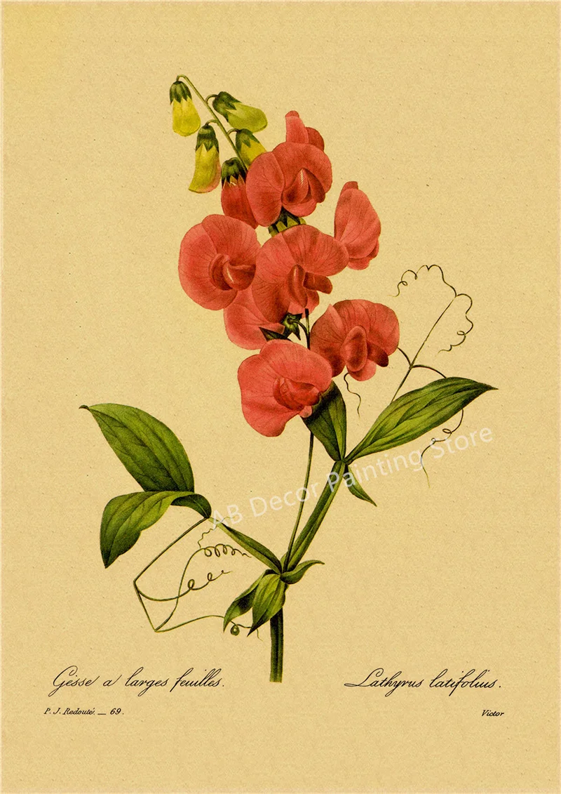 53 rodzaje kwiatów - botaniczny plakat retro Jasnoszary