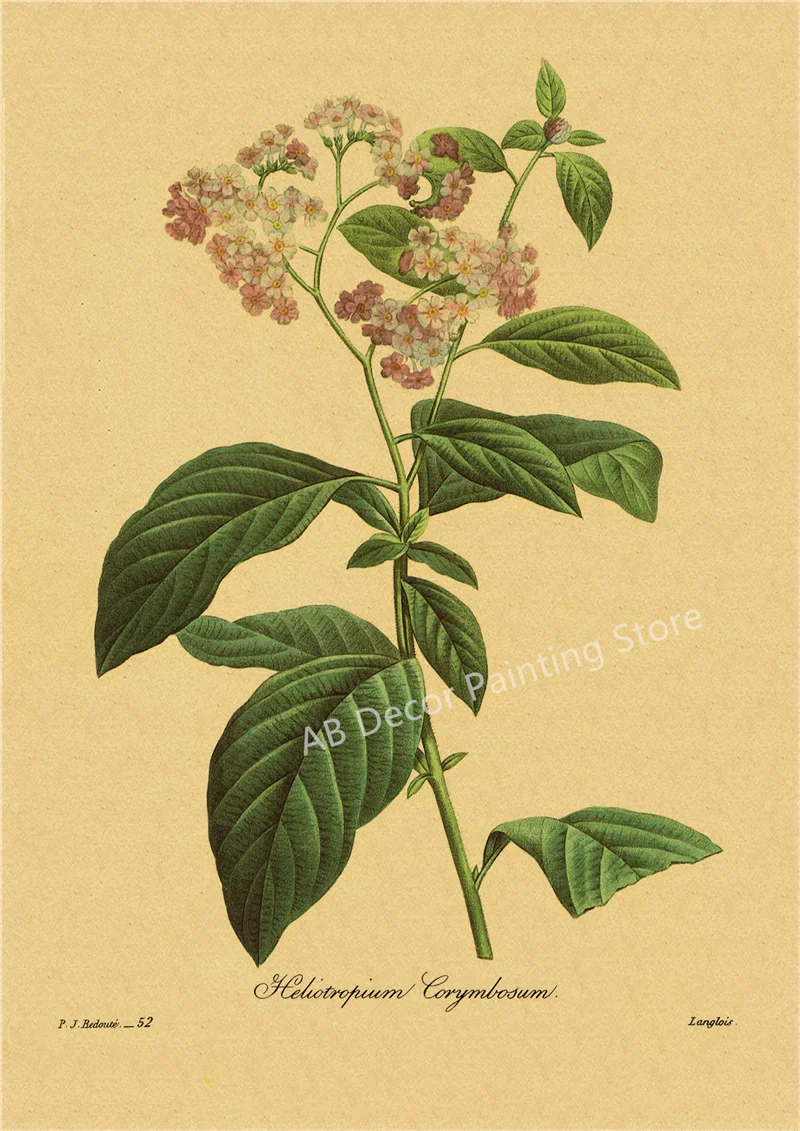 53 rodzaje kwiatów - botaniczny plakat retro Jasny