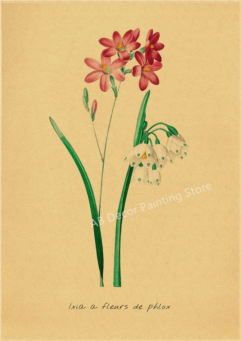 53 rodzaje kwiatów - botaniczny plakat retro Wielo