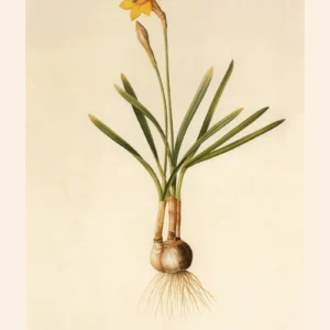 Plakat botaniczny lilia vintage żółty