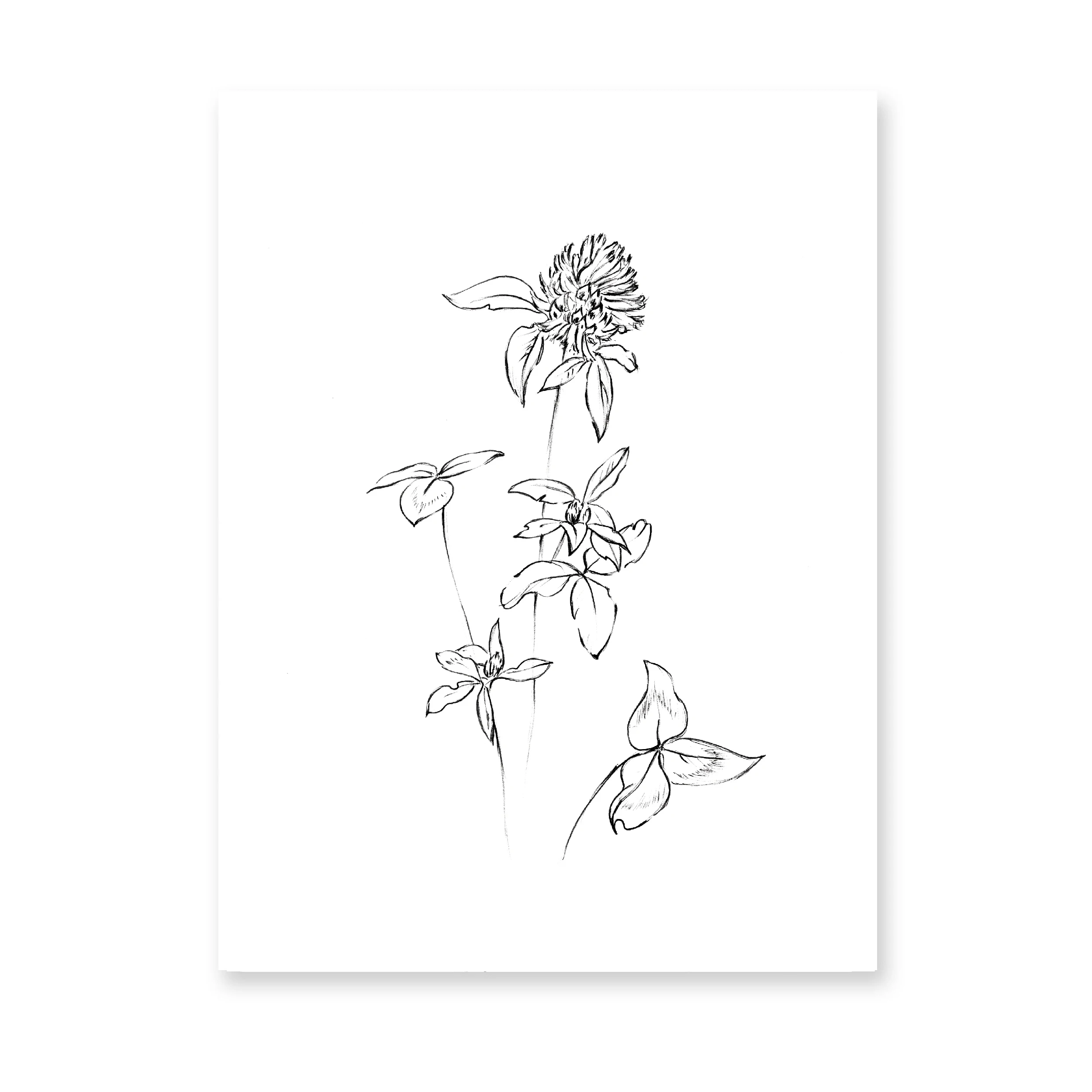 Plakat botaniczny line art - roślina jedną linią Wzór 2