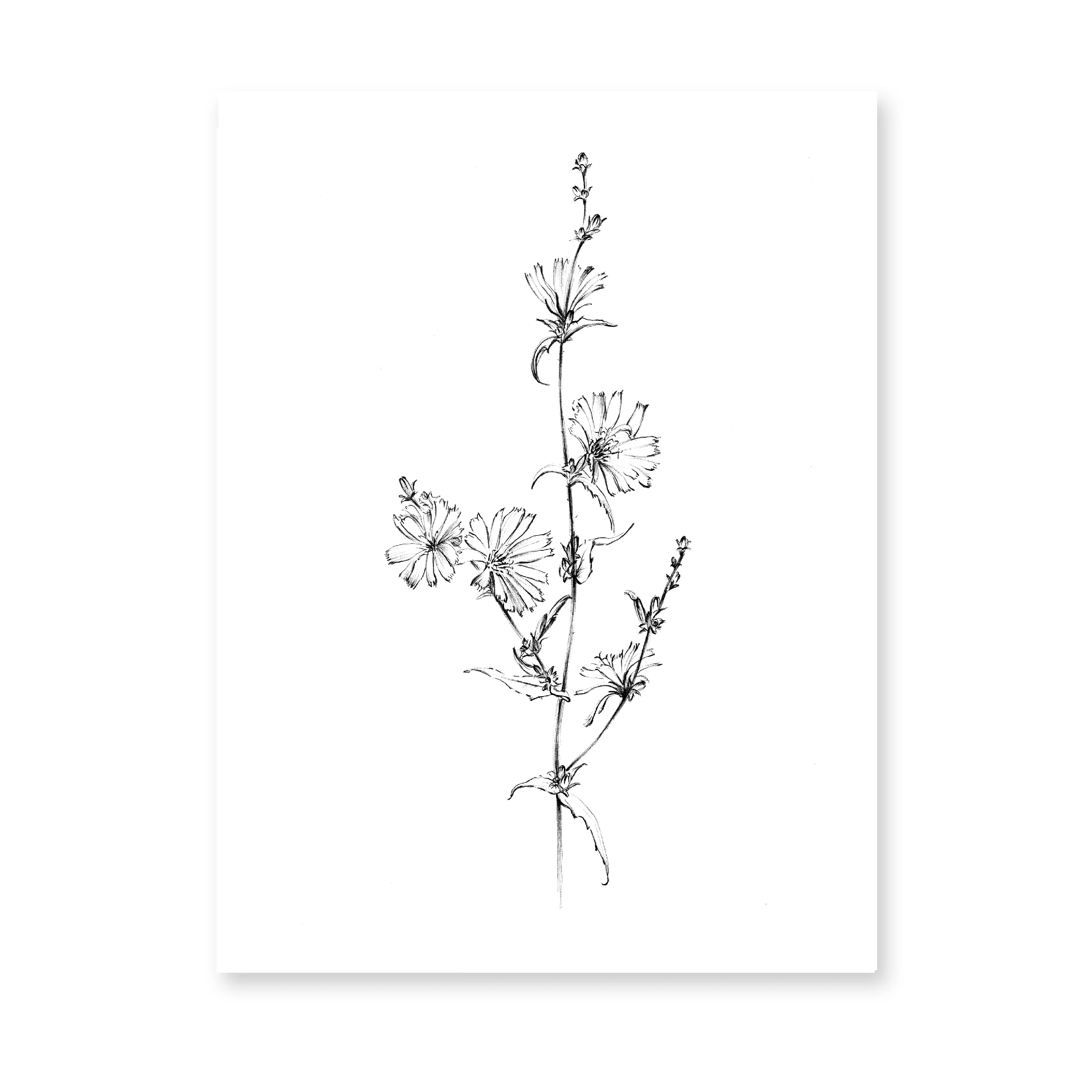 Plakat botaniczny line art - roślina jedną linią Wzór 6