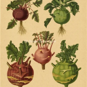 Plakat botaniczny liście i kwiaty vintage Różowy