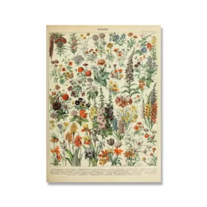 Botaniczna tablica Adolphe Millot Jasnoszary