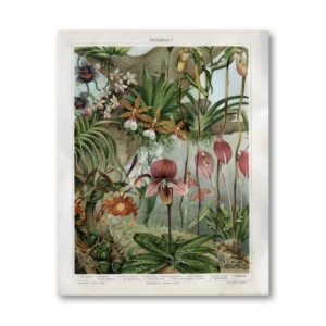 Botaniczny plakat vintage – orchidea i antyczne kwiaty Wzór 1