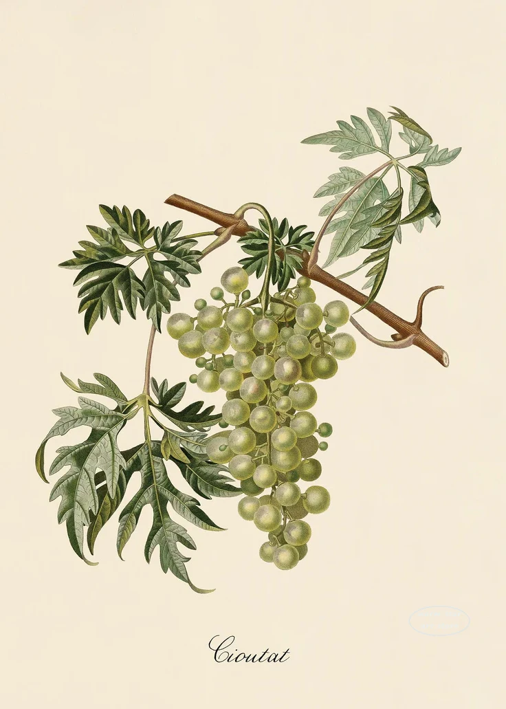 Plakat botaniczny owoce cytryny i śliwki Burgundia