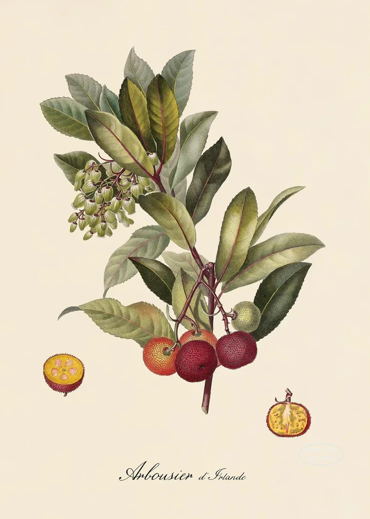 Plakat botaniczny owoce cytryny i śliwki Czerwony