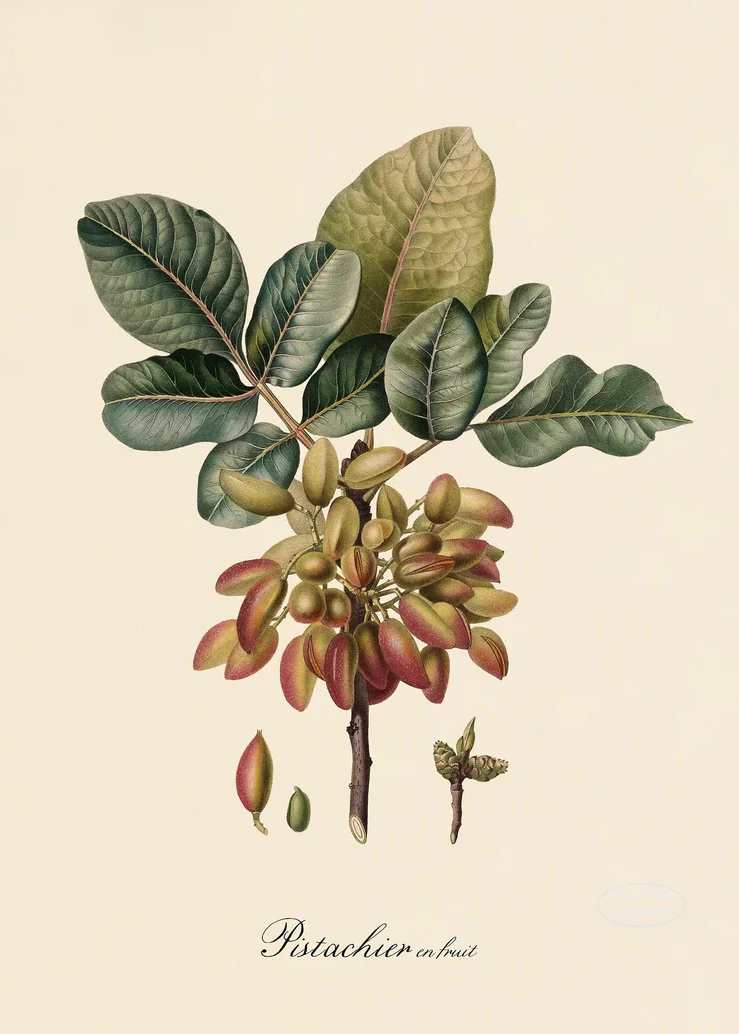Plakat botaniczny owoce cytryny i śliwki Jasnoszary