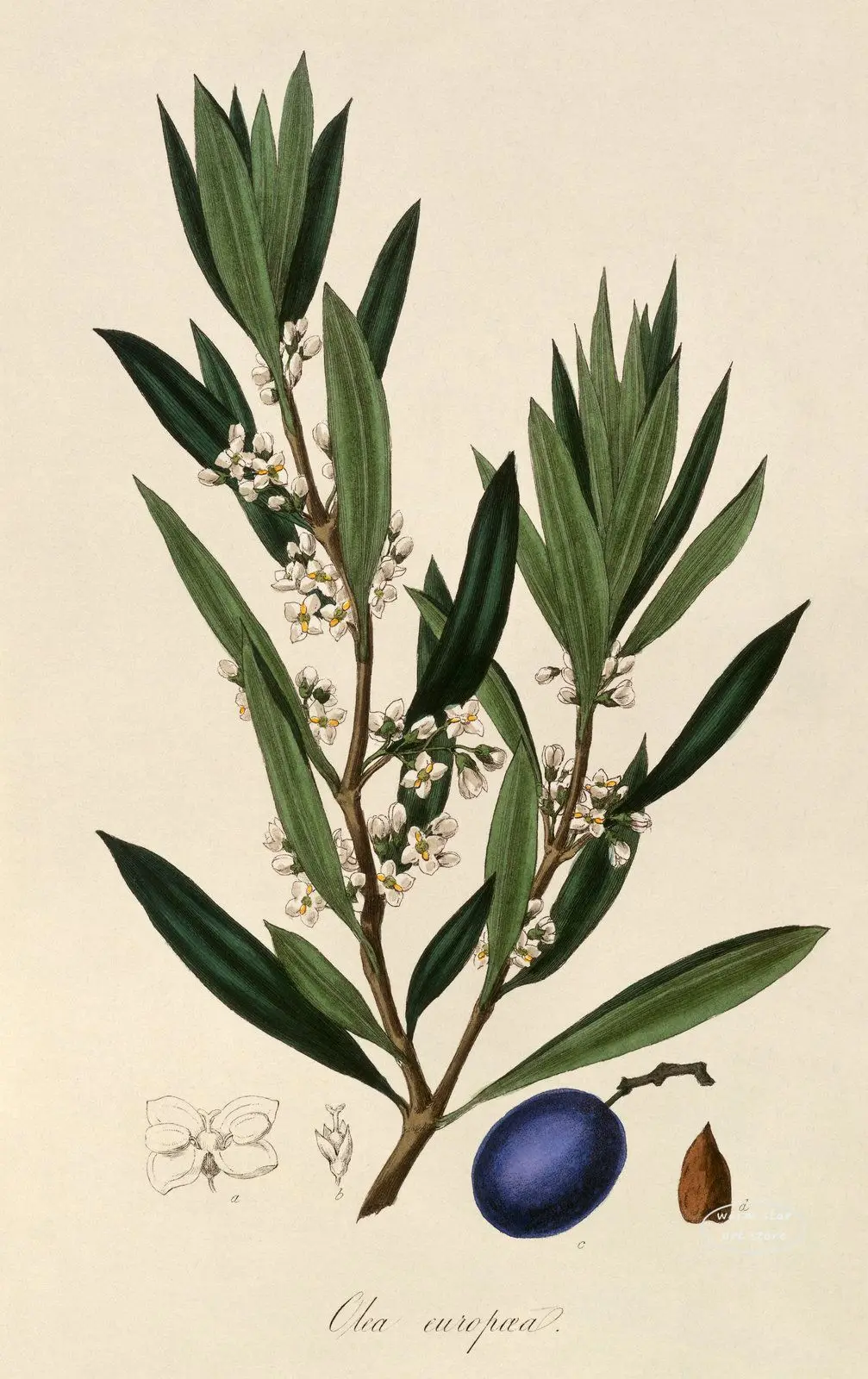Plakat botaniczny owoce cytryny i śliwki Jasny