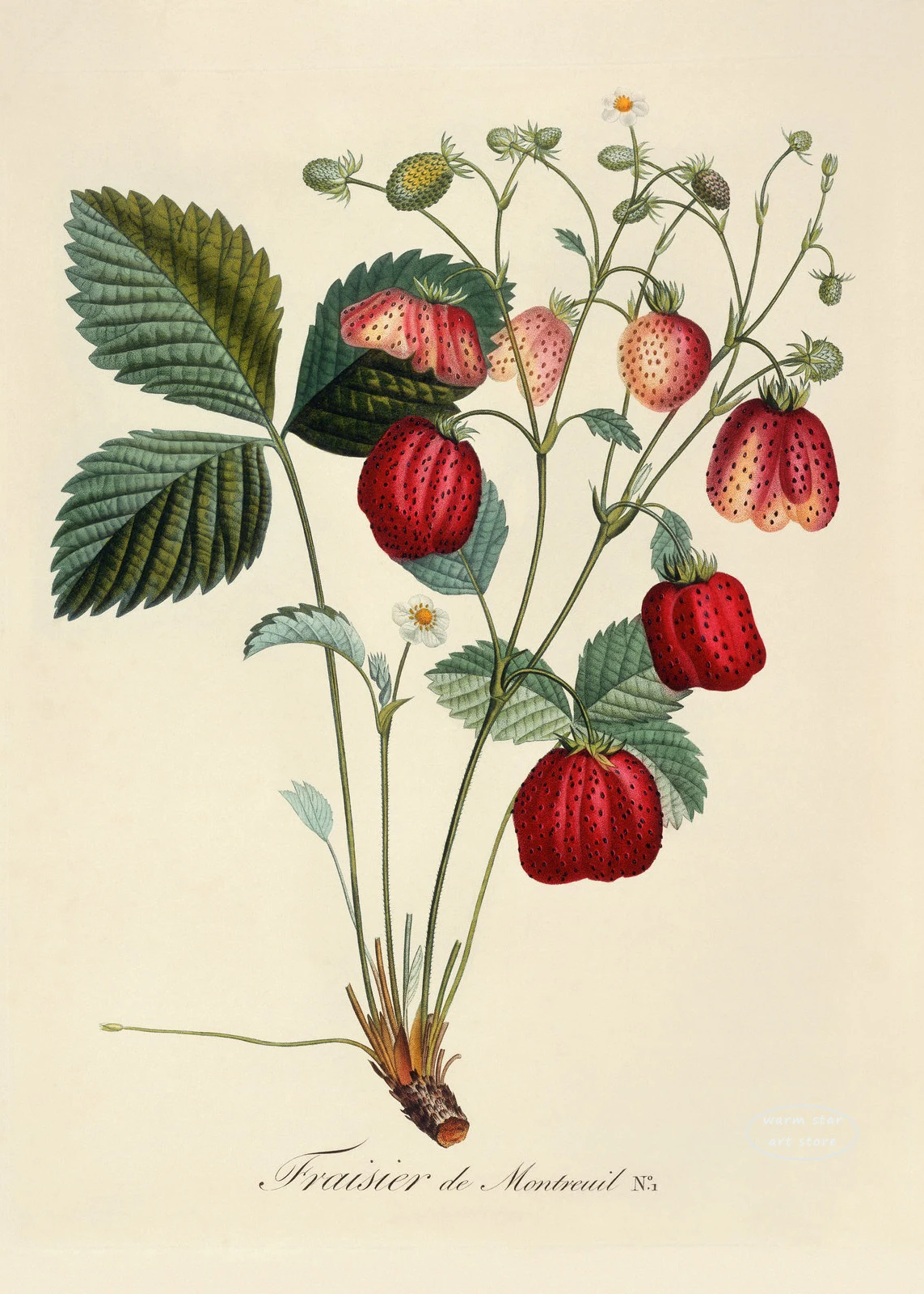 Plakat botaniczny owoce cytryny i śliwki Niebieski