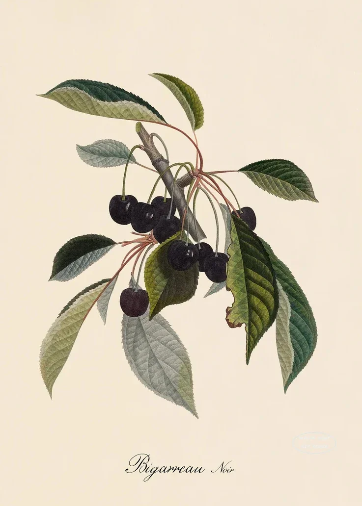 Plakat botaniczny owoce cytryny i śliwki Wielo
