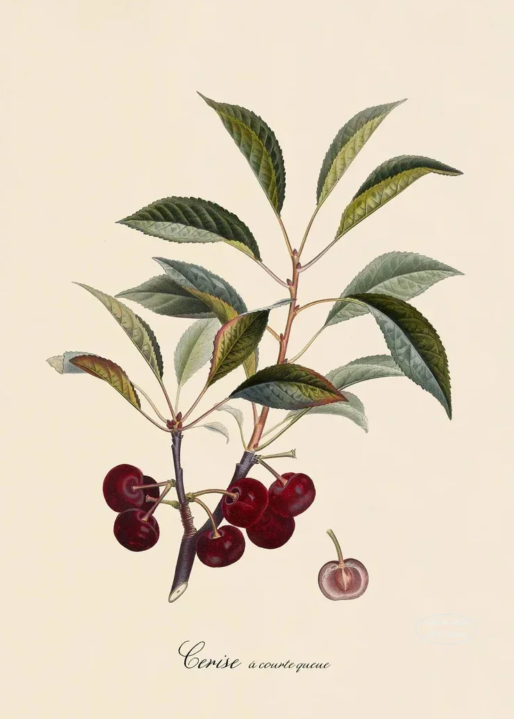 Plakat botaniczny owoce cytryny i śliwki Zielony