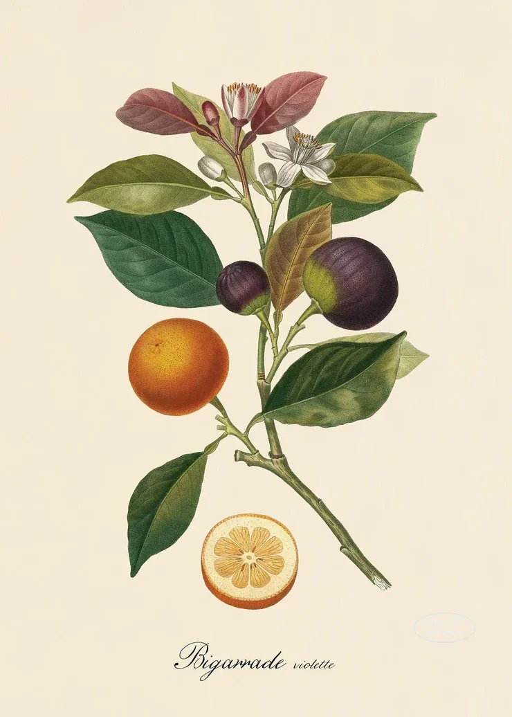 Plakat botaniczny owoce cytryny i śliwki żółty