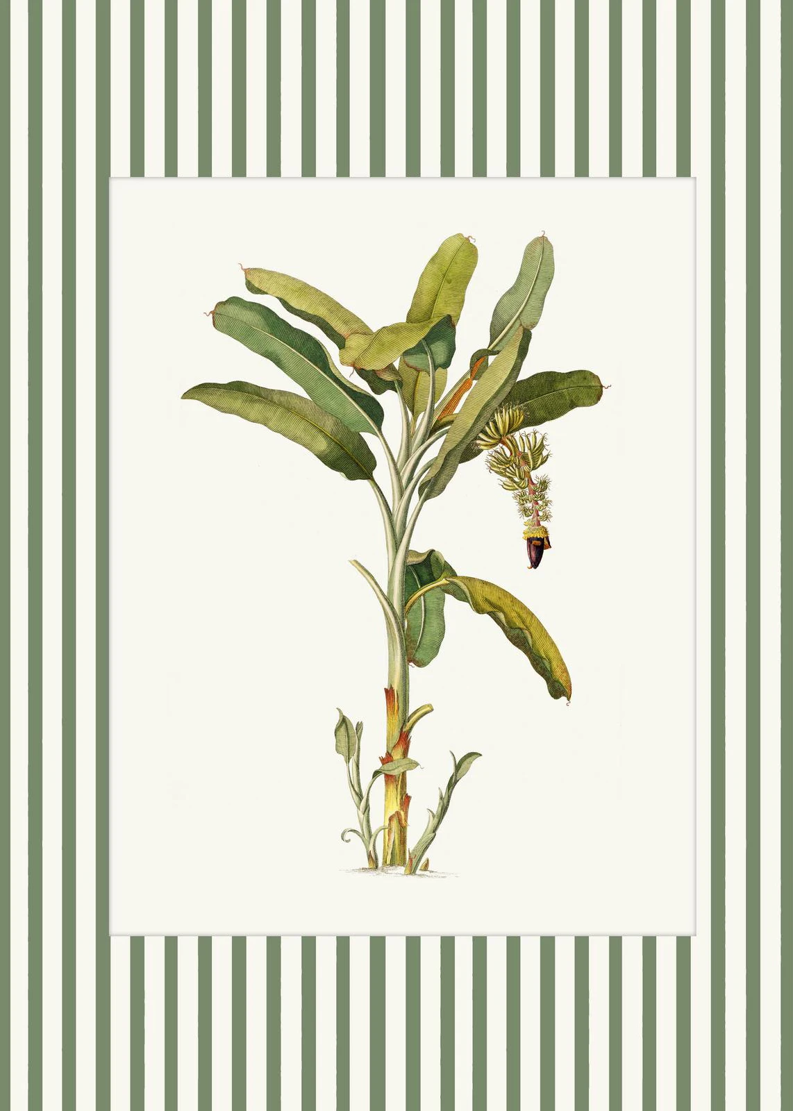 Botaniczny plakat z piwonią i paprociami Biały