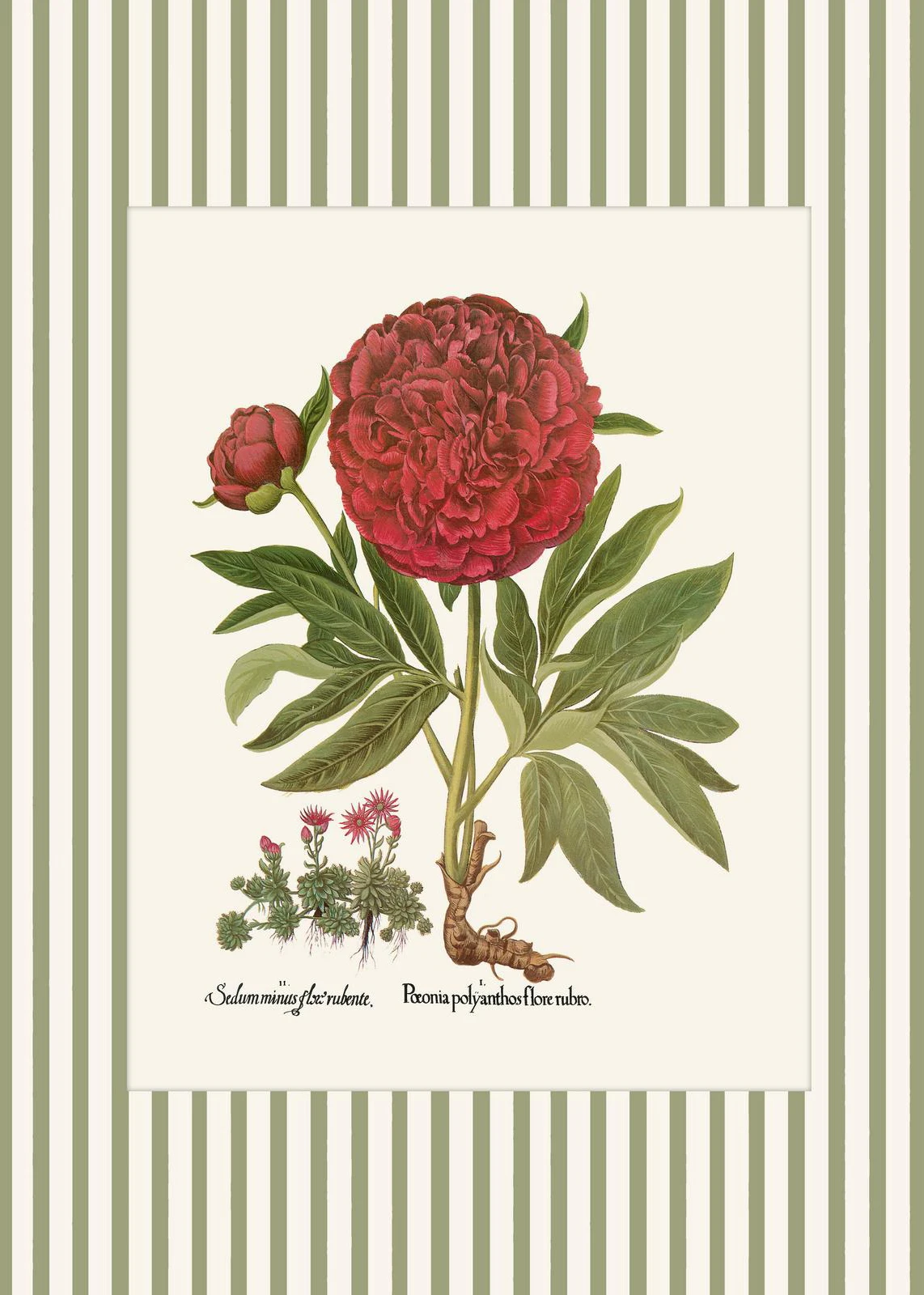 Botaniczny plakat z piwonią i paprociami Burgundia