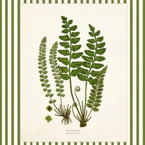 Botaniczny plakat z piwonią i paprociami Czarny