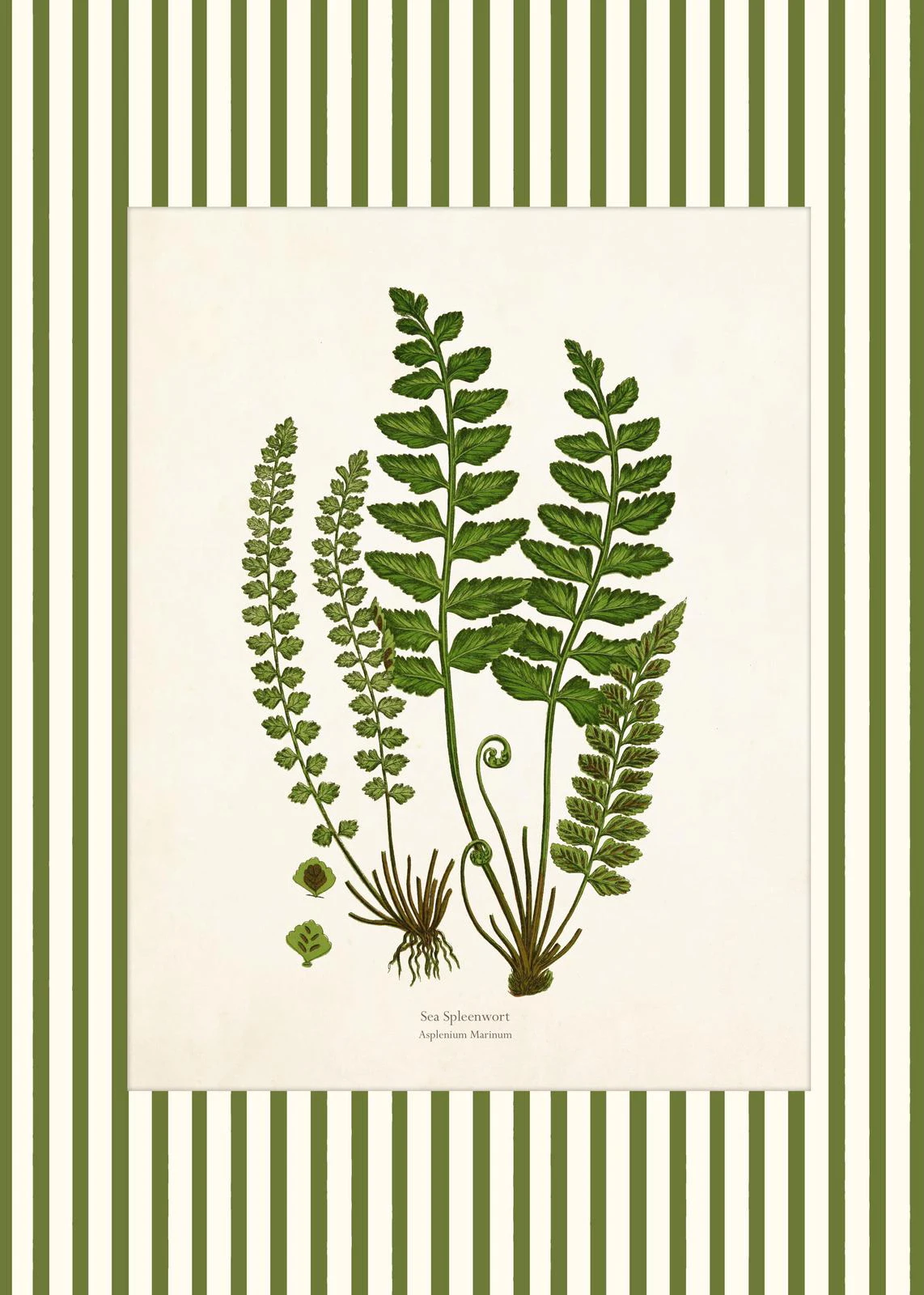 Botaniczny plakat z piwonią i paprociami Czarny