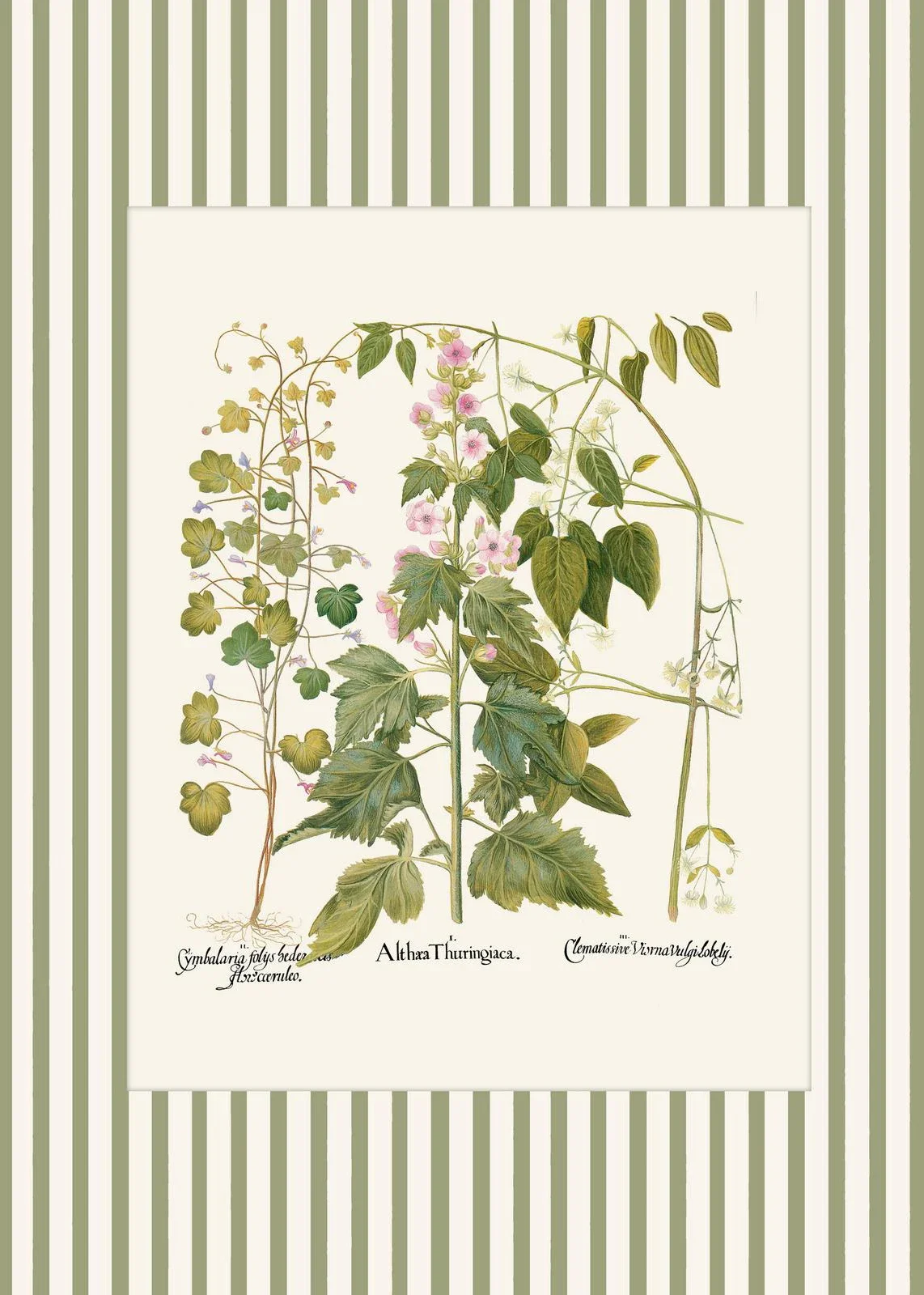 Botaniczny plakat z piwonią i paprociami Czerwony