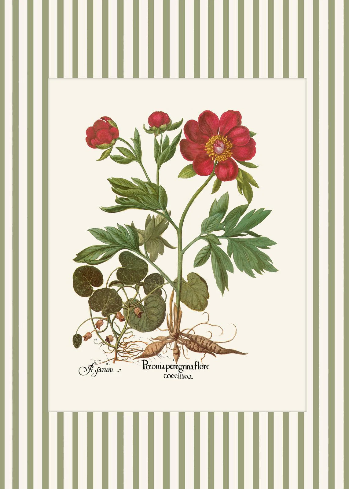 Botaniczny plakat z piwonią i paprociami Fioletowy