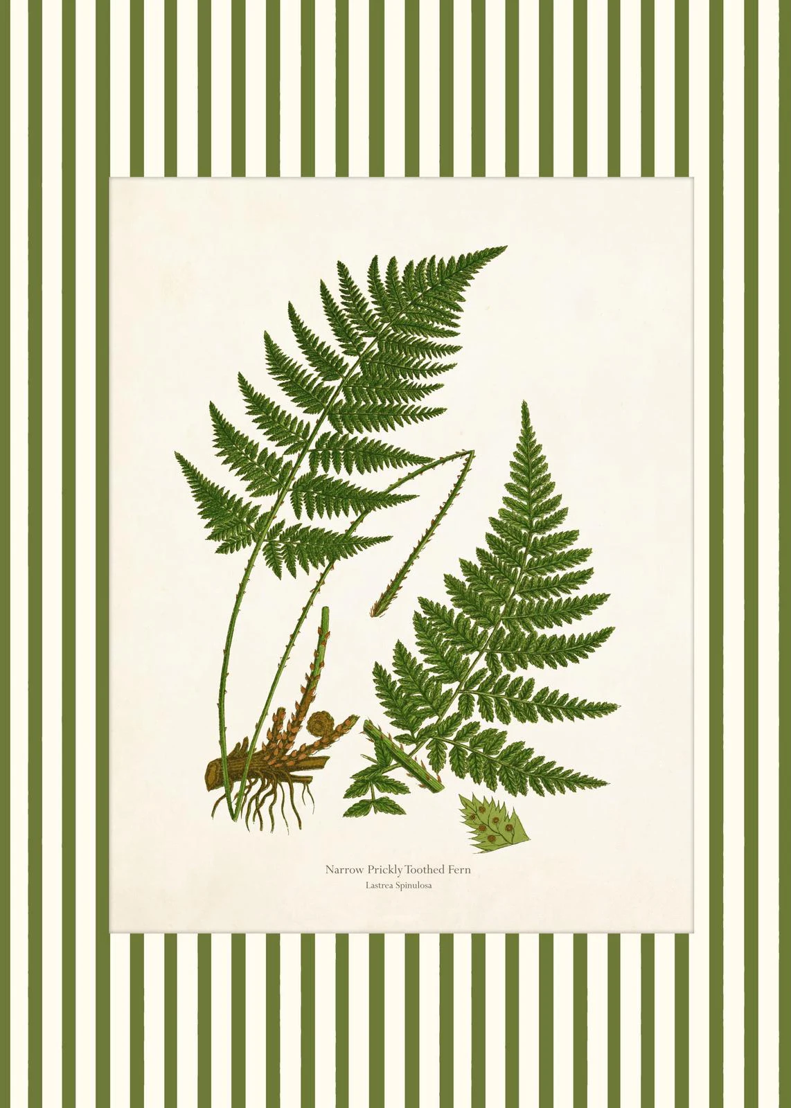 Botaniczny plakat z piwonią i paprociami Jasnoszary