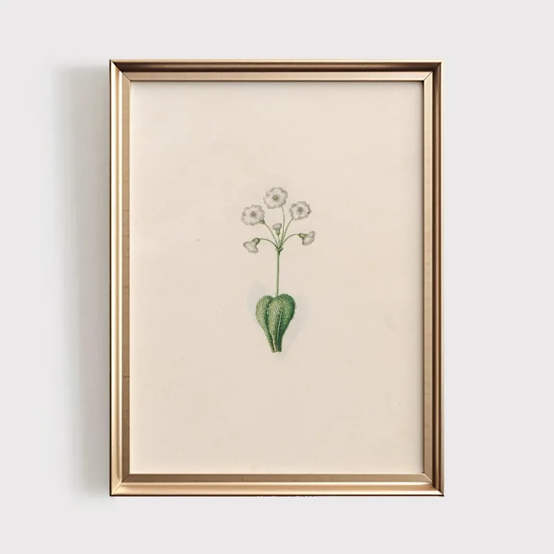 Plakat botaniczny z polnymi kwiatami vintage Wzór 3