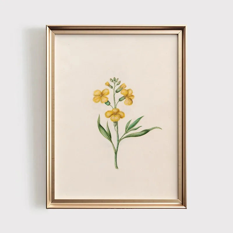 Plakat botaniczny z polnymi kwiatami vintage Wzór 4
