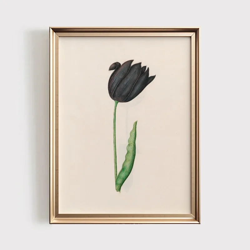 Plakat botaniczny z polnymi kwiatami vintage Wzór 5