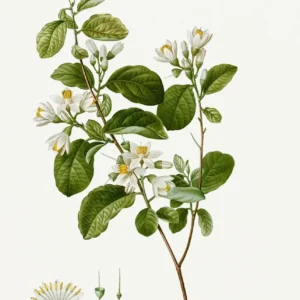 Vintage – francuskie studium botaniczne Biały