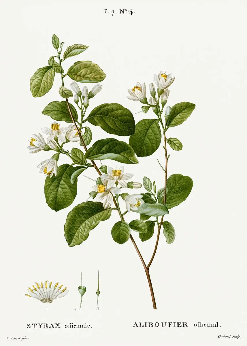 Vintage – francuskie studium botaniczne Biały