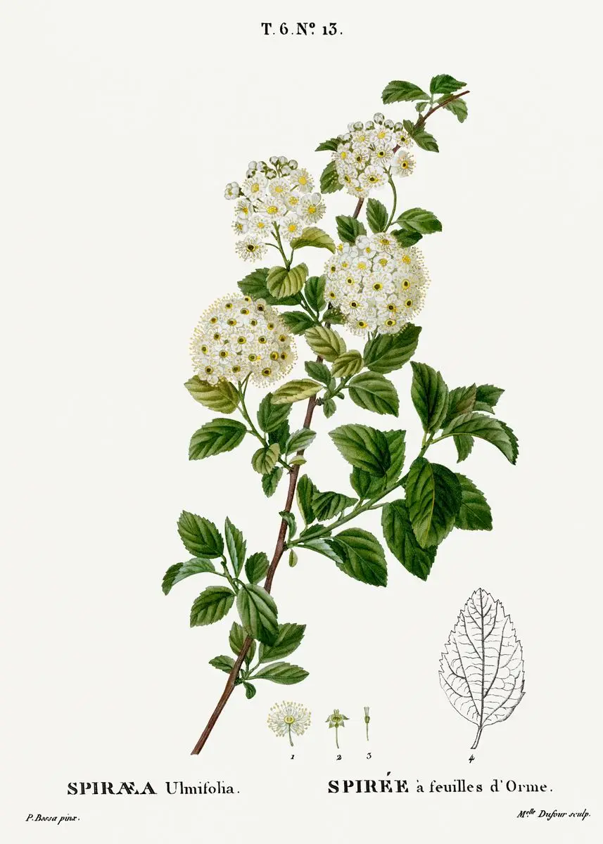 Vintage – francuskie studium botaniczne Burgundia
