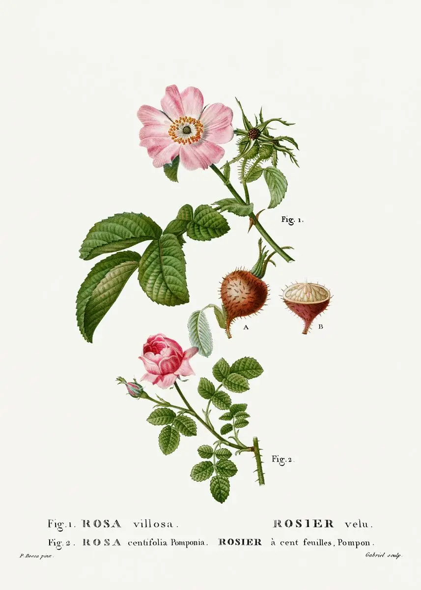 Vintage – francuskie studium botaniczne Czarny