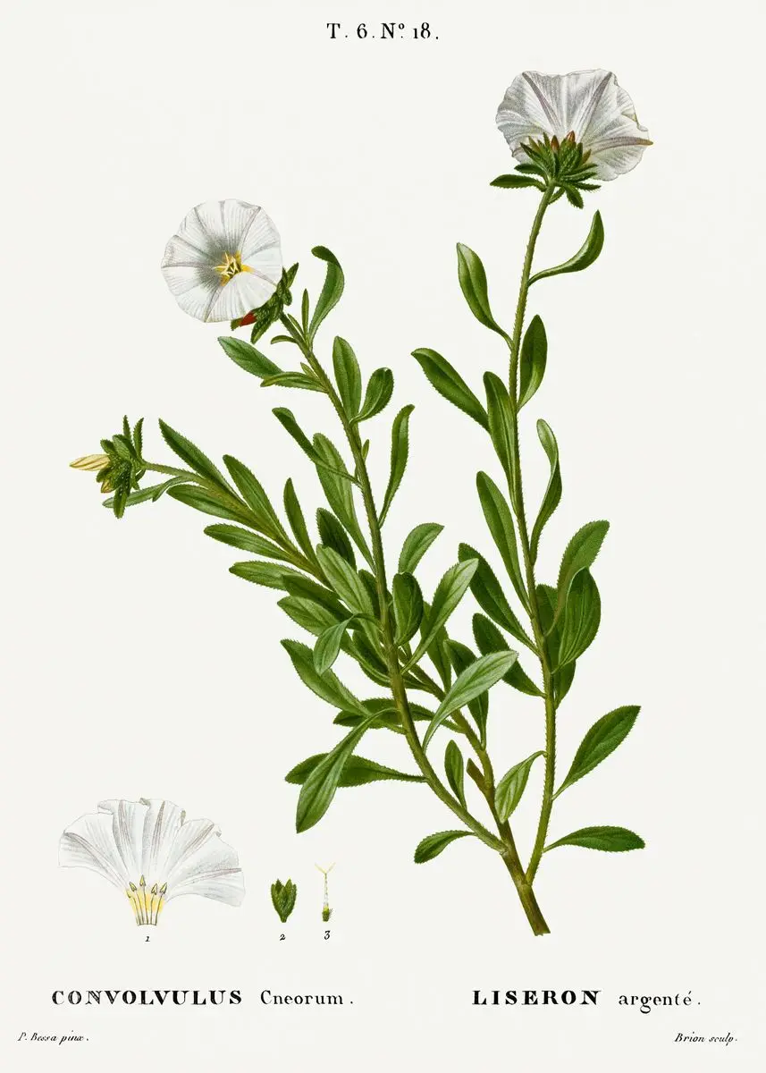 Vintage – francuskie studium botaniczne Czerwony