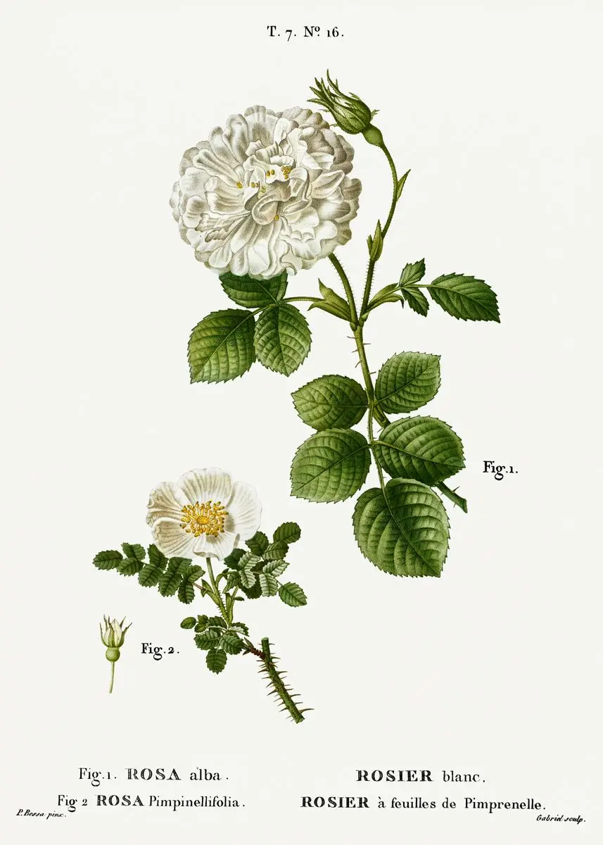 Vintage – francuskie studium botaniczne Fioletowy