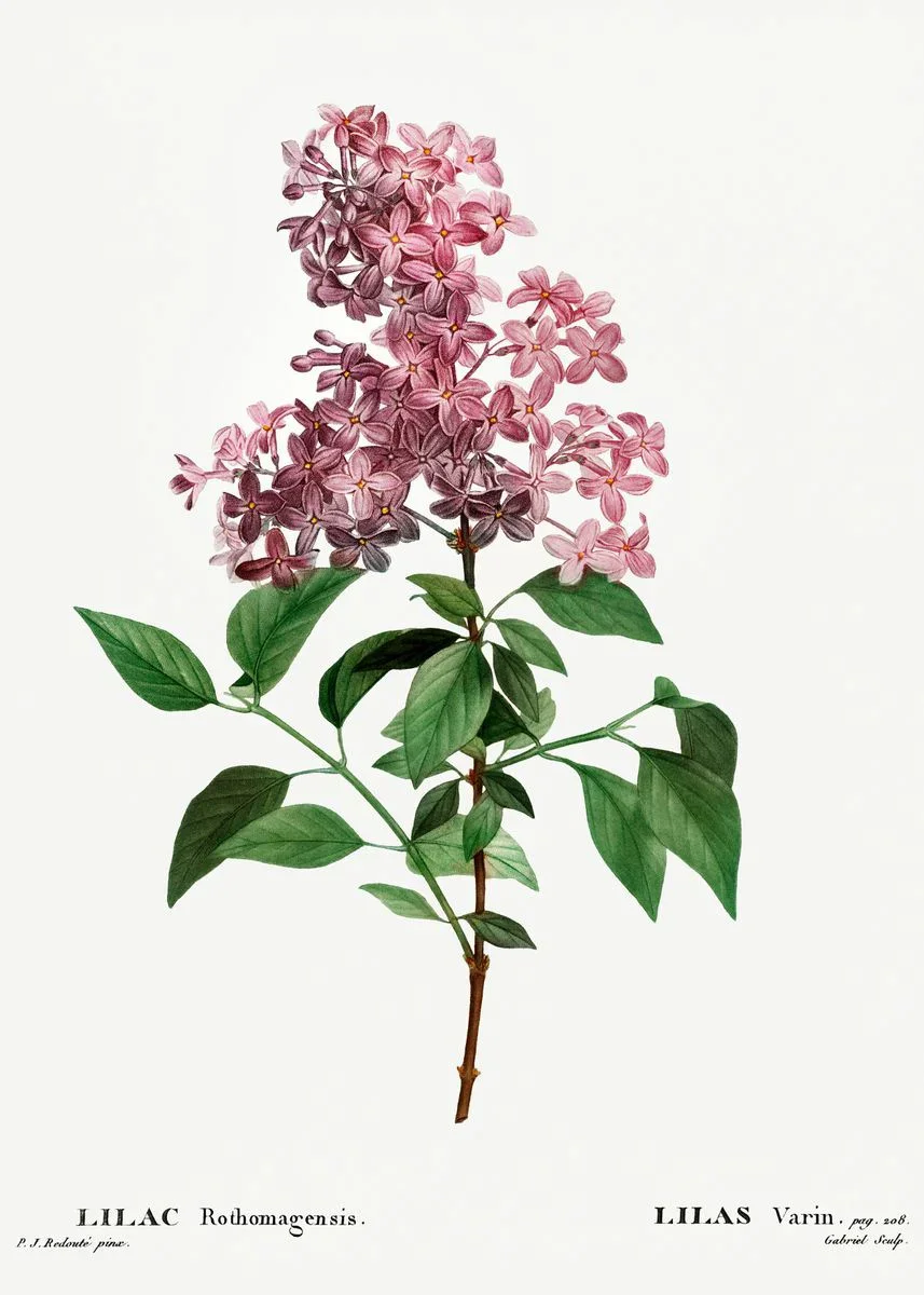 Vintage – francuskie studium botaniczne Granatowy