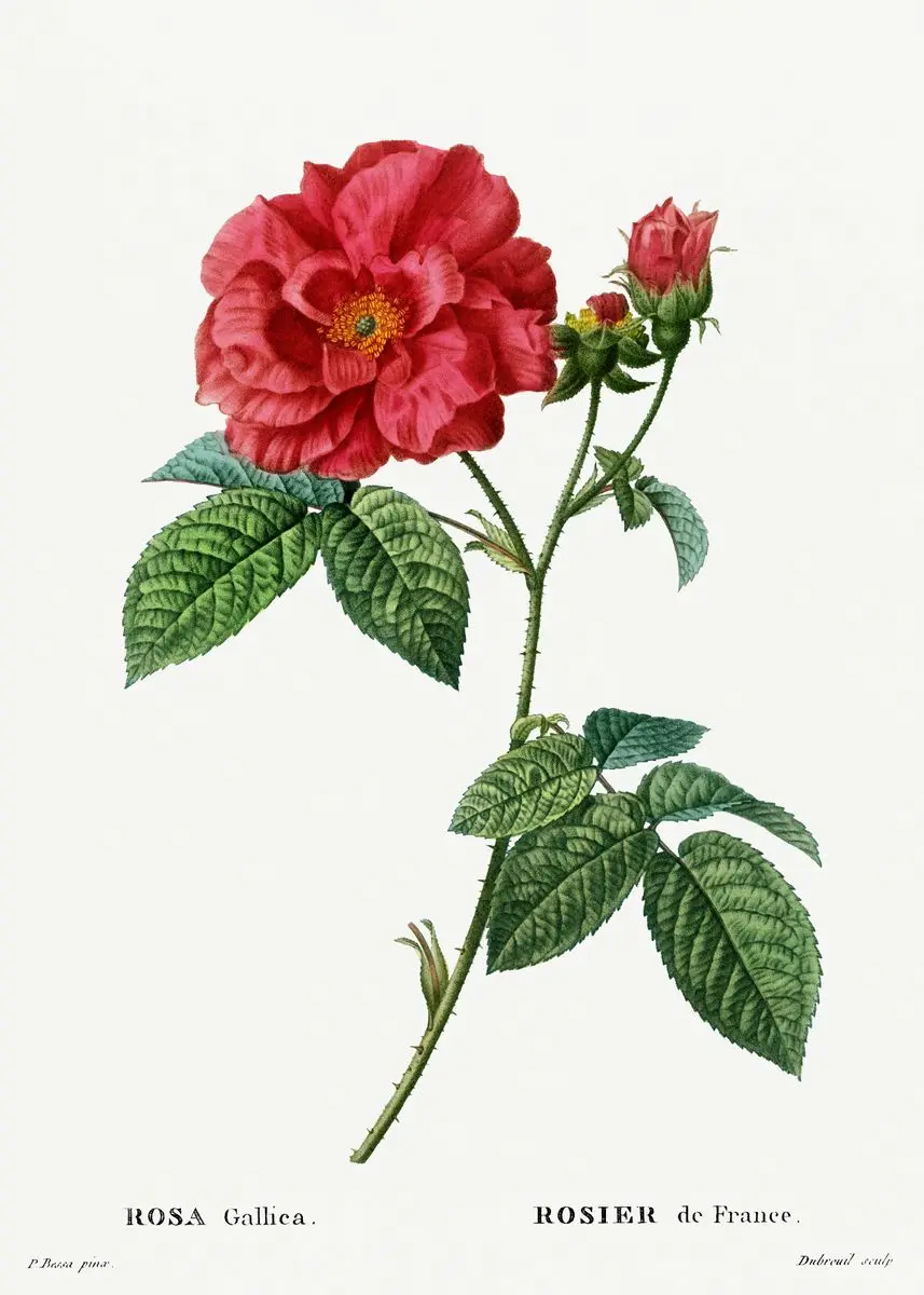 Vintage – francuskie studium botaniczne Jasnoszary
